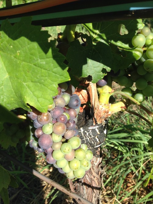 Veraison graft