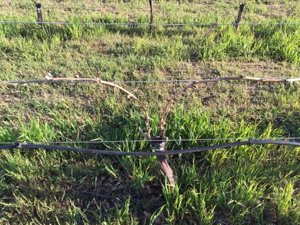 Budbreak on 459 clone