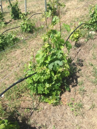 Grafted Chard